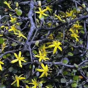 Corokia Ghost Tree Live Plant – 2.5 inch Pot – Indoor/Fairy Garden Plant - Image 1