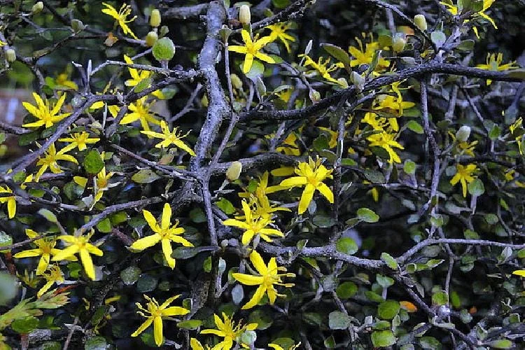 Corokia Ghost Tree Live Plant – 2.5 inch Pot – Indoor/Fairy Garden Plant - Image 1