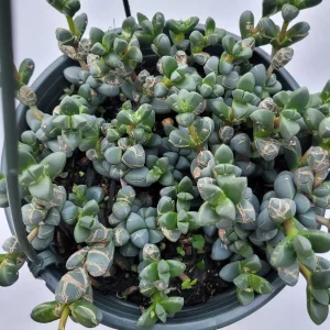 Corpuscularia Lehmannii Ice Plant Succulent Live Plant - Grey-Green Leaves, Easy Care - Image 10