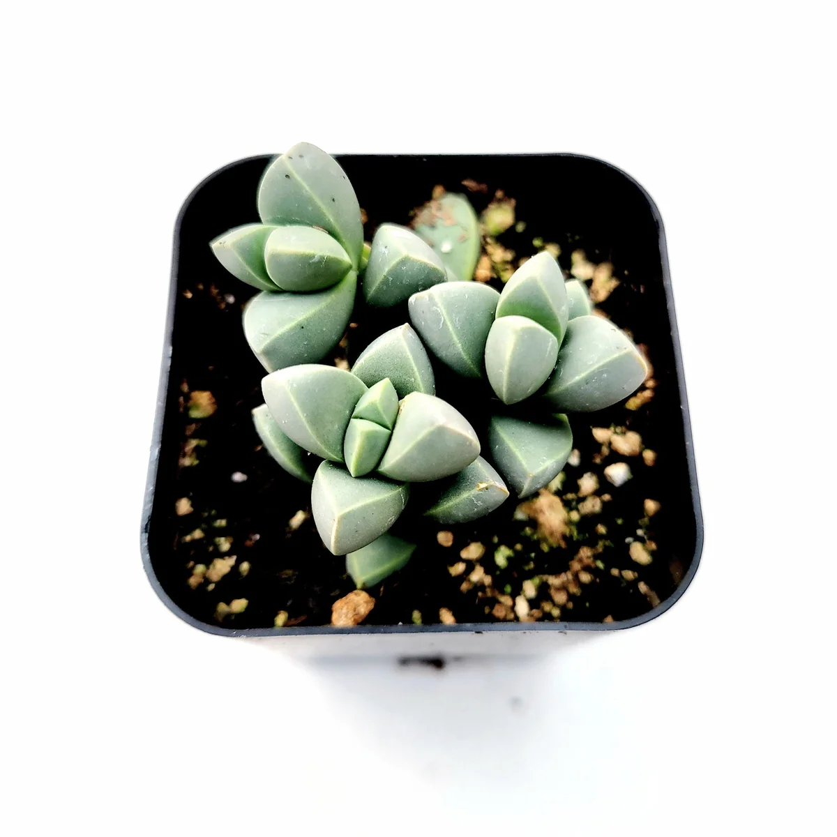 Corpuscularia Lehmannii Ice Plant Succulent Live Plant - Grey-Green Leaves, Easy Care - Image 3