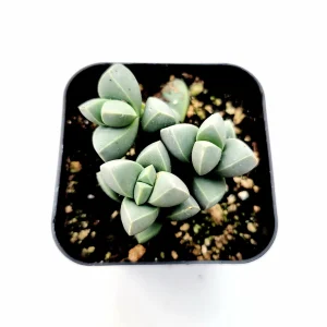 Corpuscularia Lehmannii Ice Plant Succulent Live Plant - Grey-Green Leaves, Easy Care - Image 4