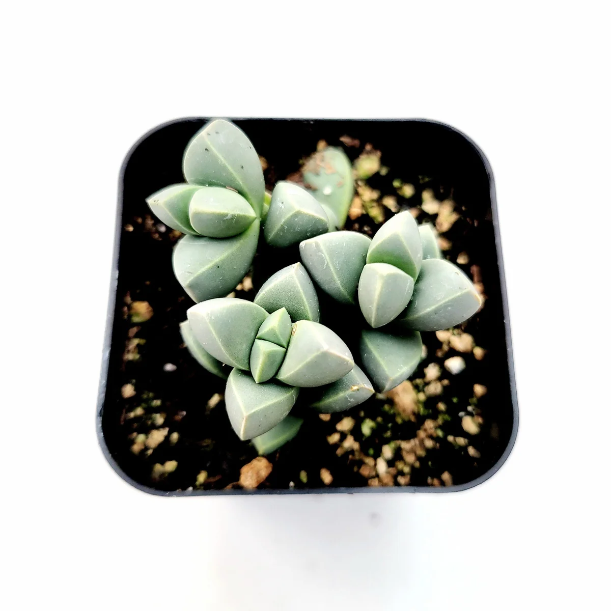 Corpuscularia Lehmannii Ice Plant Succulent Live Plant - Grey-Green Leaves, Easy Care - Image 4