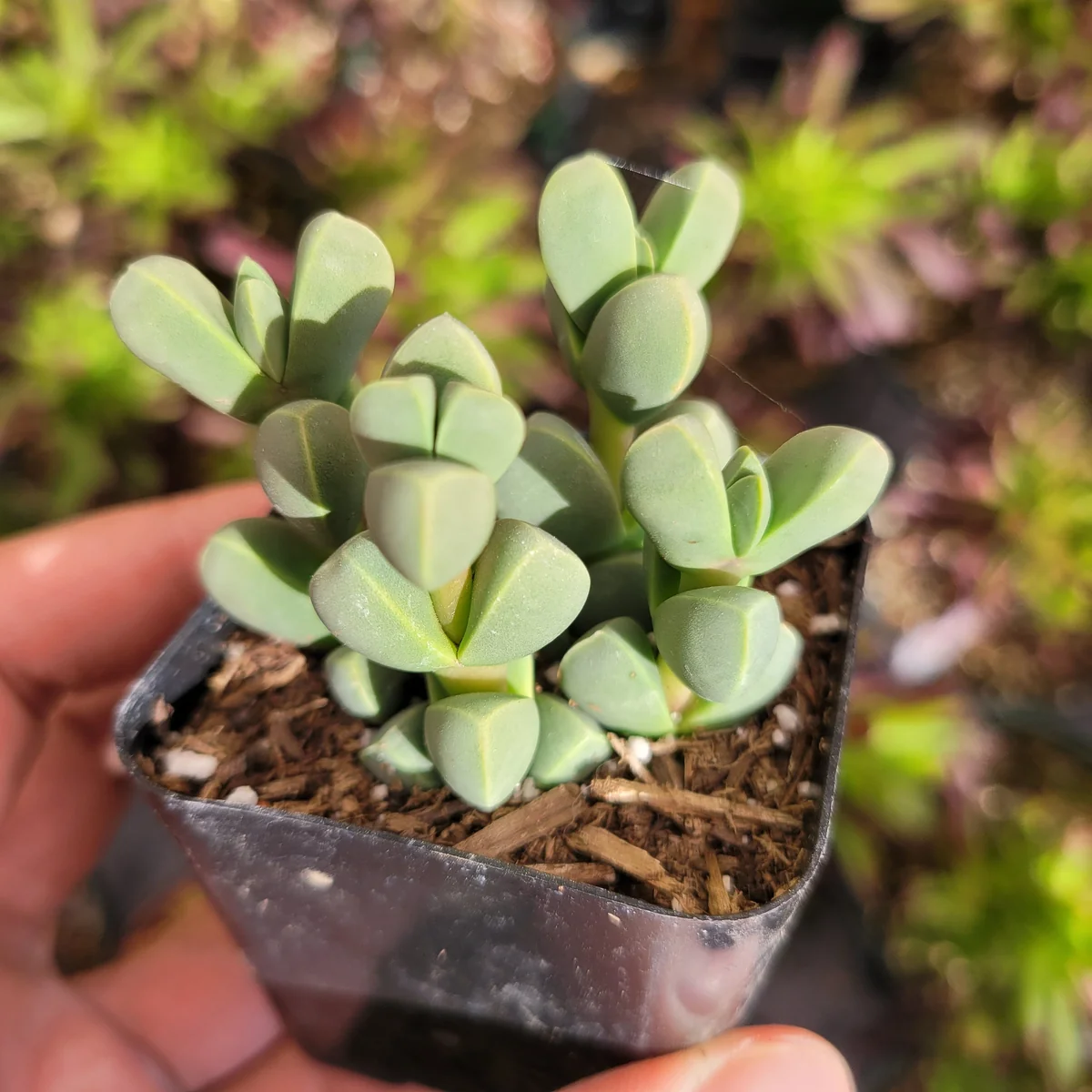 Corpuscularia Lehmannii Ice Plant Succulent Live Plant - Grey-Green Leaves, Easy Care - Image 5