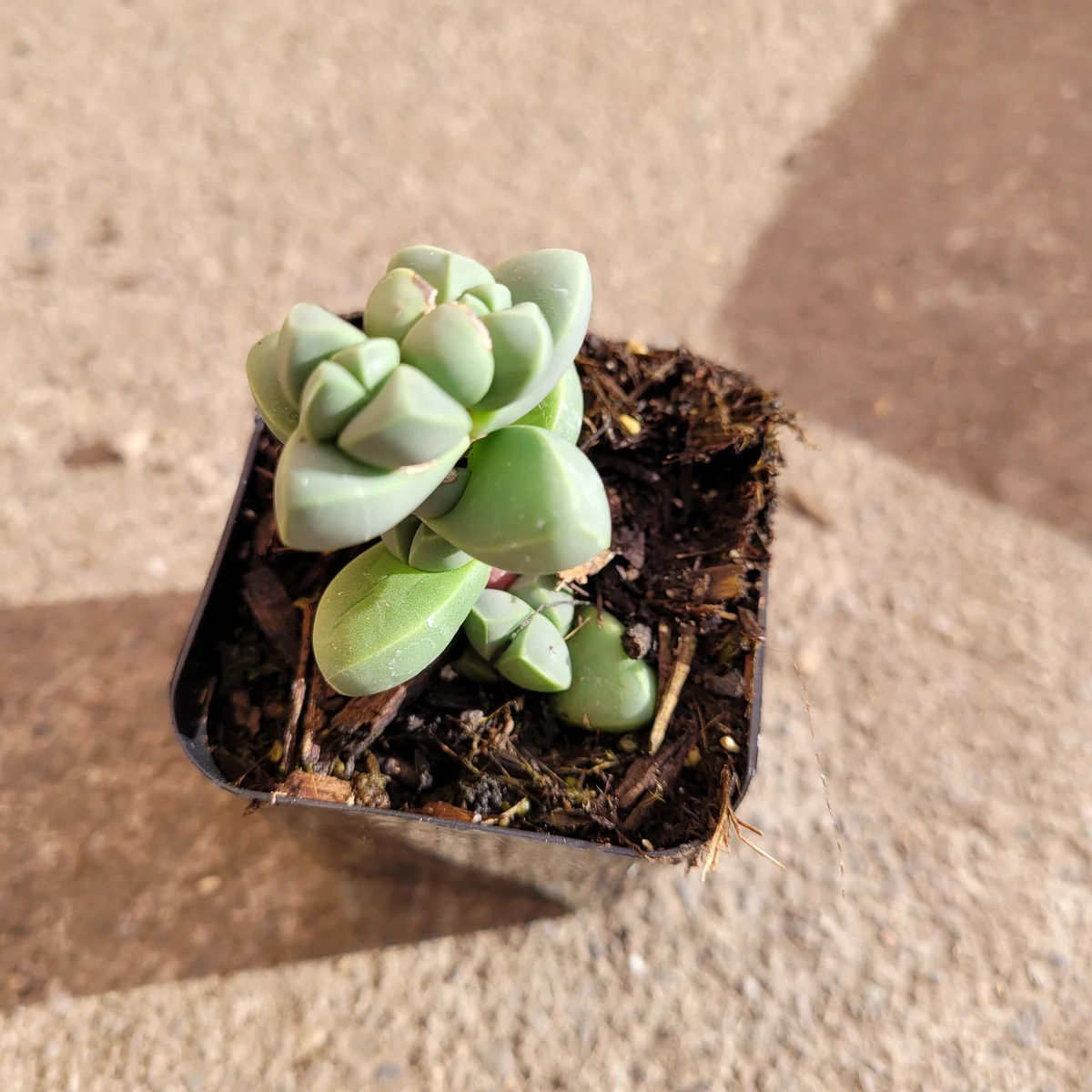 Corpuscularia Lehmannii Ice Plant Succulent Live Plant - Grey-Green Leaves, Easy Care - Image 7