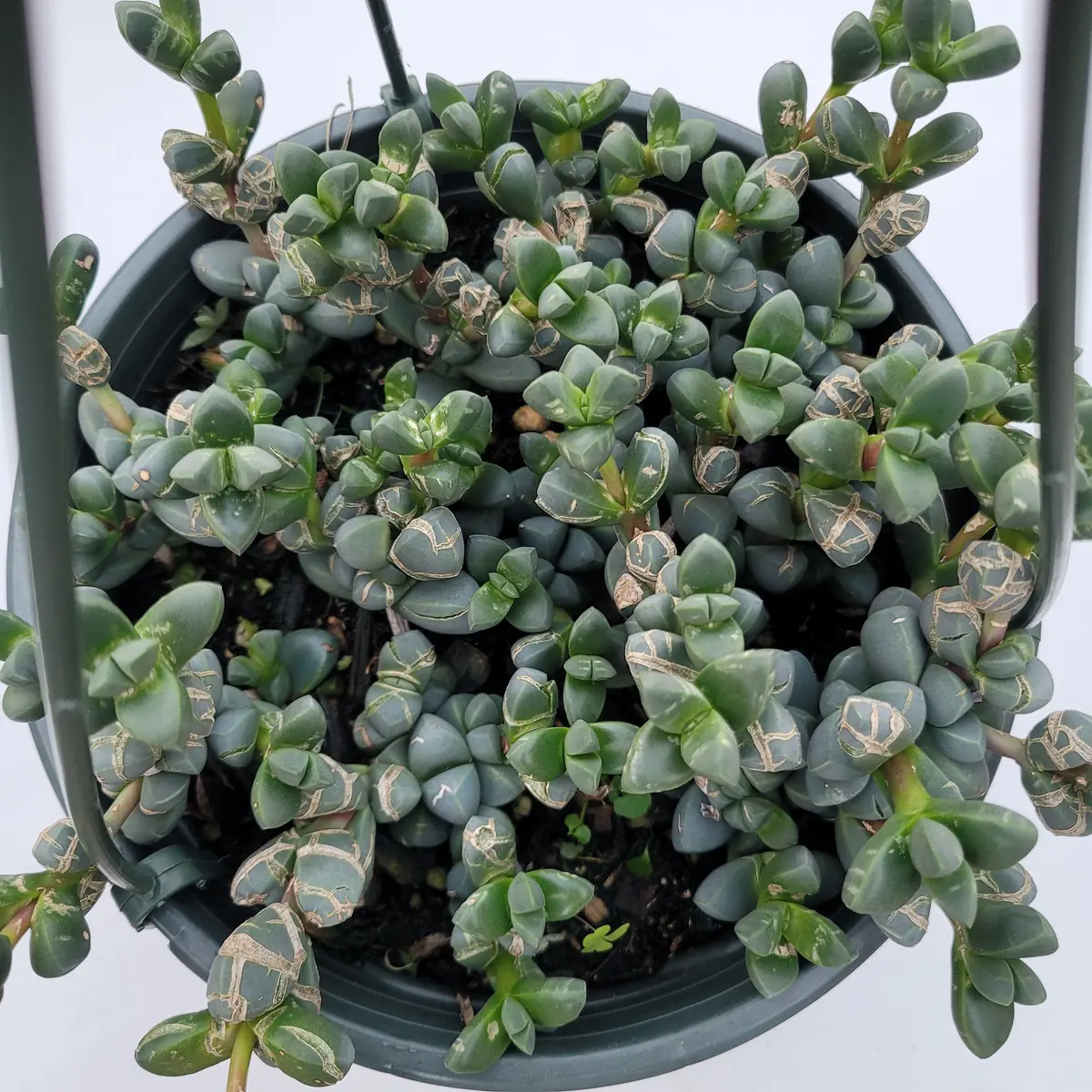 Corpuscularia Lehmannii Ice Plant Succulent Live Plant - Grey-Green Leaves, Easy Care - Image 9