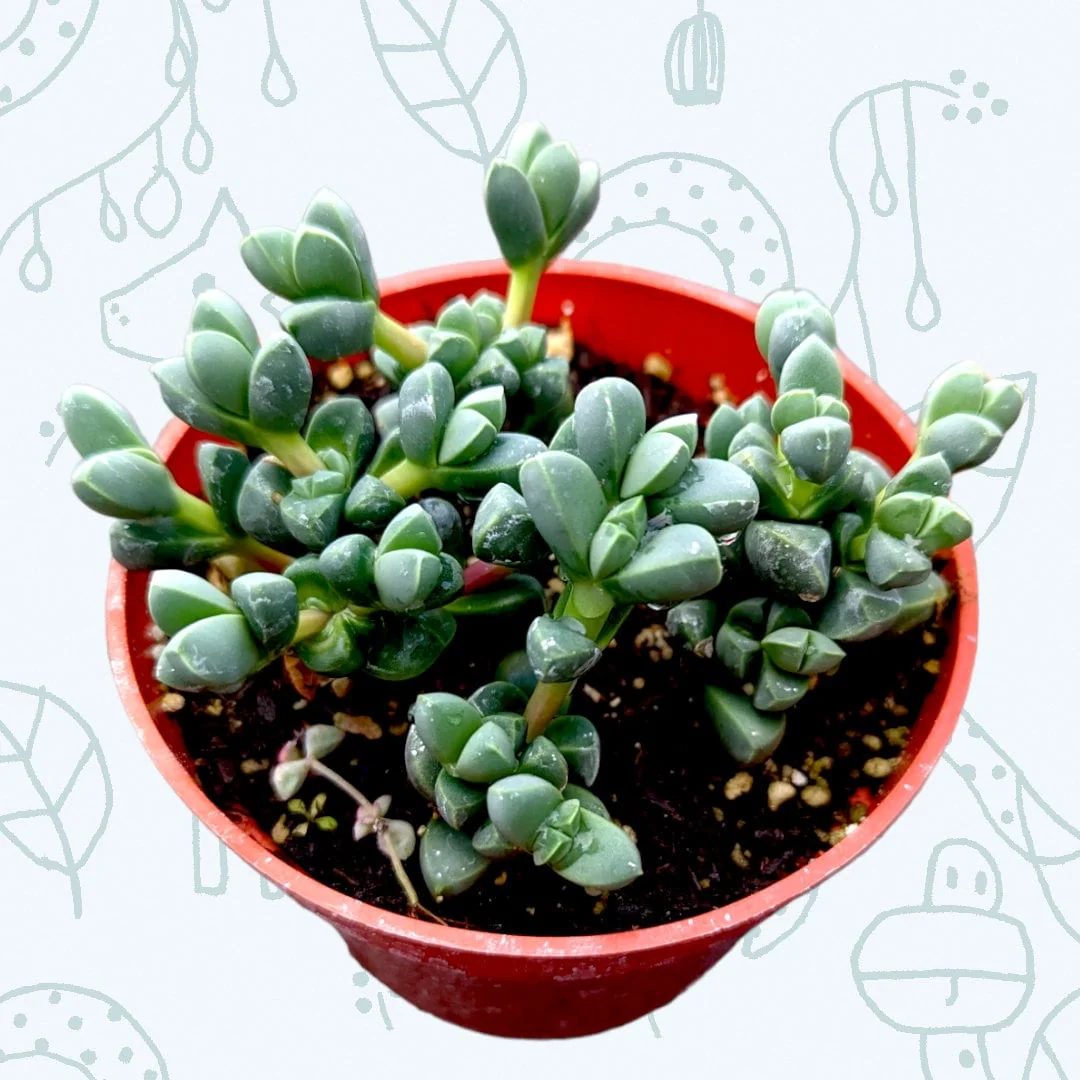 Corpuscularia Lehmannii Ice Plant Succulent Live Plant - Grey-Green Leaves, Easy Care - Image 1