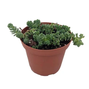Corsican Blue Tears Sedum Live Plant – Sedum dasyphyllum – 3.7" Pot – Indoor/Outdoor Succulent - Image 1