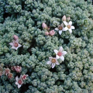 Corsican Blue Tears Sedum Plant - Sedum dasyphyllum - Live Succulent - 2.5" Pot - Image 2