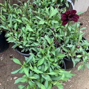 Cosmos Atrosanguineus Chocamocha Live Plant – 3" Pot, Chocolate Scented Flowers - Image 2