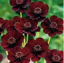 Cosmos Atrosanguineus Chocamocha Live Plant – 3" Pot, Chocolate Scented Flowers - Image 1