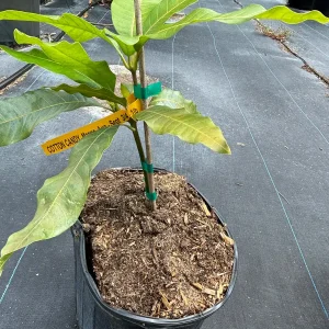 Cotton Candy Dwarf Mango Tree Live Plant – 3 Gallon Pot – Grafted & Rooted - Image 3