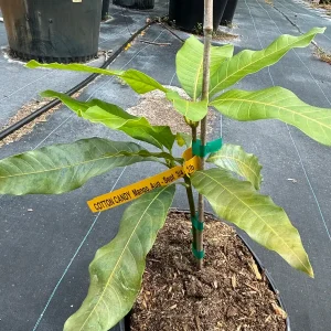 Cotton Candy Dwarf Mango Tree Live Plant – 3 Gallon Pot – Grafted & Rooted - Image 5