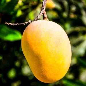 Cotton Candy Dwarf Mango Tree Live Plant – 3 Gallon Pot – Grafted & Rooted - Image 6