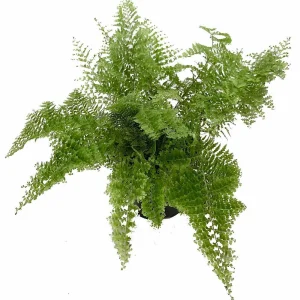 Cotton Candy Fern Live Plant – Nephrolepis exaltata 'Smithii' – 4" Pot – Indoor - Image 2