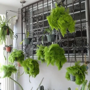 Cotton Candy Fern Live Plant – Nephrolepis exaltata 'Smithii' – 4