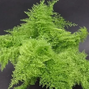 Cotton Candy Fern Live Plant – Nephrolepis exaltata 'Smithii' – 4