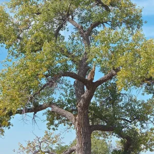Cottonwood Tree (Populus deltoides) 2 Bare-root Live Plant Outdoor - Image 2