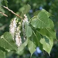 Cottonwood Tree (Populus deltoides) 2 Bare-root Live Plant Outdoor - Image 3
