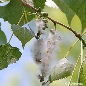 Cottonwood Tree (Populus deltoides) 2 Bare-root Live Plant Outdoor - Image 4