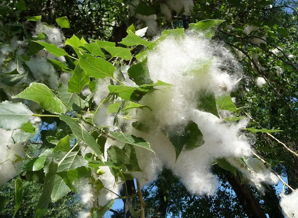 Cottonwood Tree (Populus deltoides) 2 Bare-root Live Plant Outdoor - Image 6