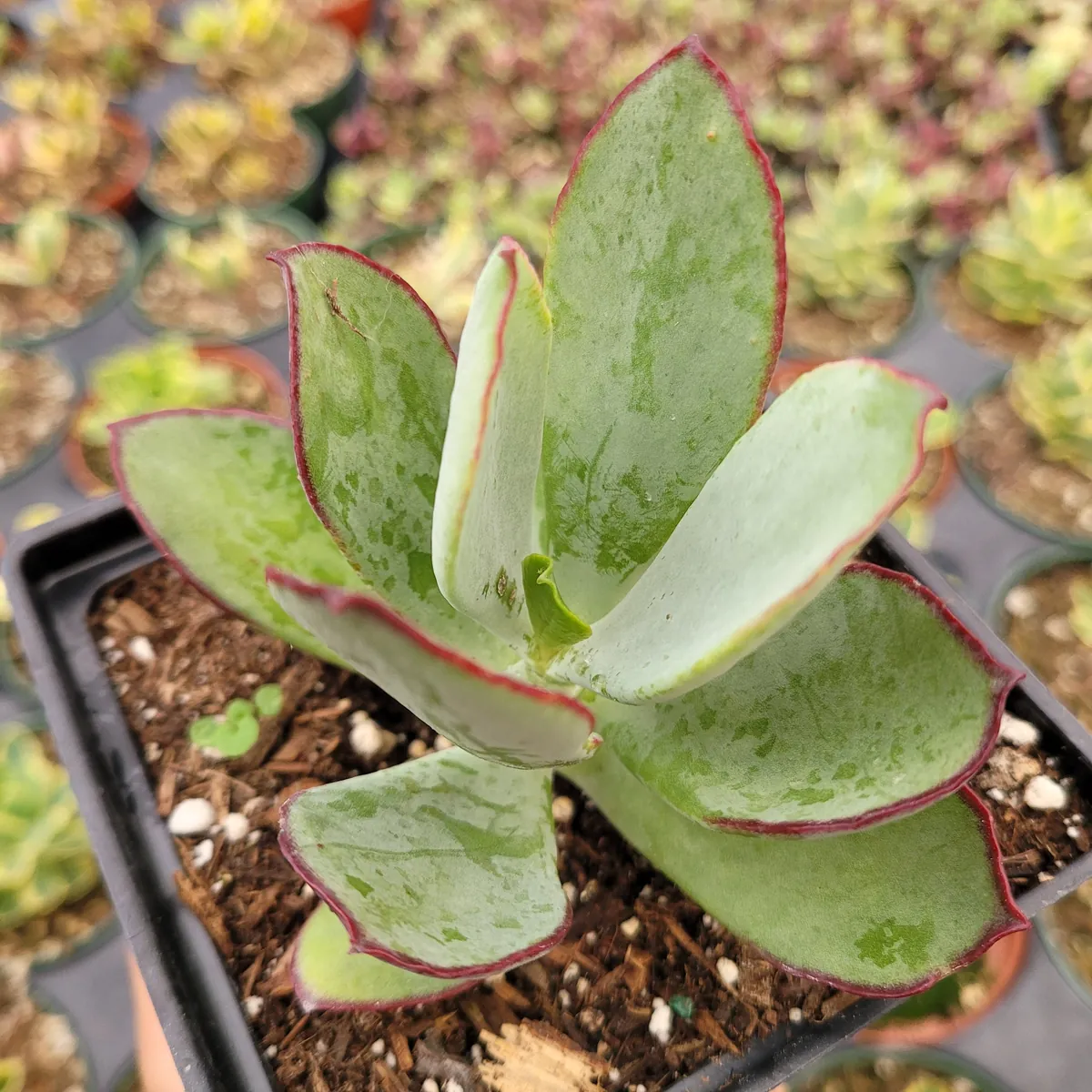 Cotyledon 'Mint Truffles' Succulent Plant – Live Indoor/Outdoor Succulent - Image 3