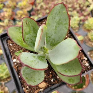 Cotyledon 'Mint Truffles' Succulent Plant – Live Indoor/Outdoor Succulent - Image 4