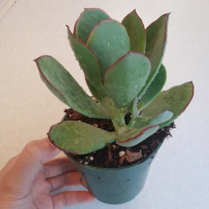 Cotyledon 'Mint Truffles' Succulent Plant – Live Indoor/Outdoor Succulent - Image 7