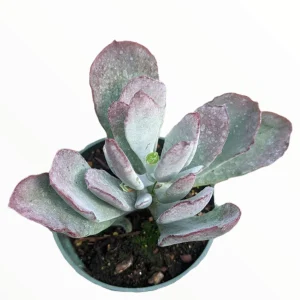 Cotyledon Orbiculata 'Frostbite' Live Succulent Plant - Drought Tolerant - Image 2