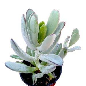 Cotyledon orbiculata 'Happy Young Lady' Succulent Live Plant - Image 3