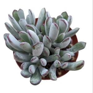 Cotyledon orbiculata 'Happy Young Lady' Succulent Live Plant - Image 5