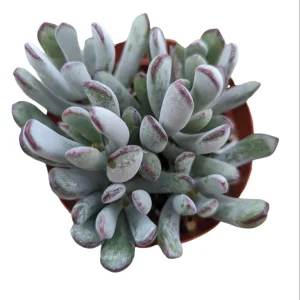 Cotyledon orbiculata 'Happy Young Lady' Succulent Live Plant - Image 6