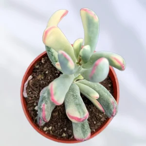 Cotyledon orbiculata Long Leaf Variegated Succulent Plant Live - Image 2