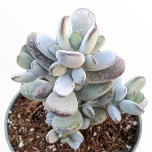 Cotyledon orbiculata 'Ping Pong' Succulent Live Plant - Rare & Easy Care - Image 2