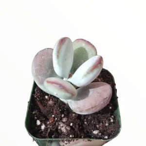 Cotyledon orbiculata 'Ping Pong' Succulent Live Plant - Rare & Easy Care - Image 3