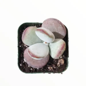 Cotyledon orbiculata 'Ping Pong' Succulent Live Plant - Rare & Easy Care - Image 4