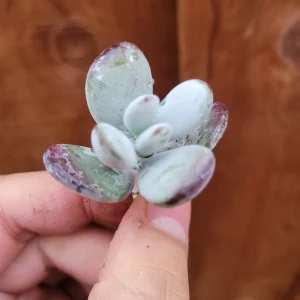 Cotyledon orbiculata 'Ping Pong' Succulent Live Plant - Rare & Easy Care - Image 7
