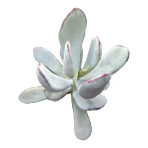 Cotyledon orbiculata 'Silver Peak' Succulent Plant - Easy Care Live Succulent - Image 2