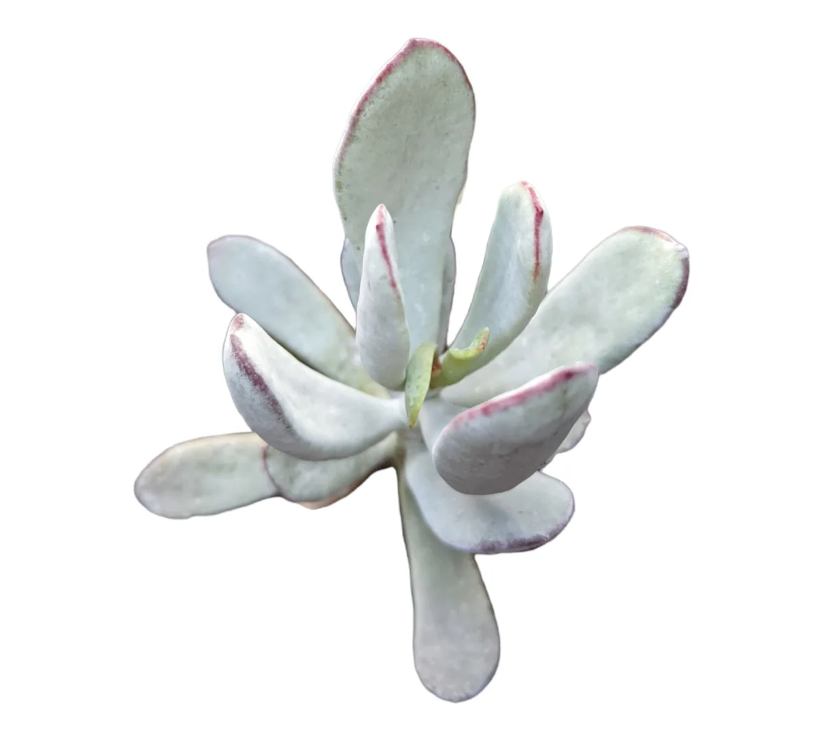 Cotyledon orbiculata 'Silver Peak' Succulent Plant - Easy Care Live Succulent - Image 2