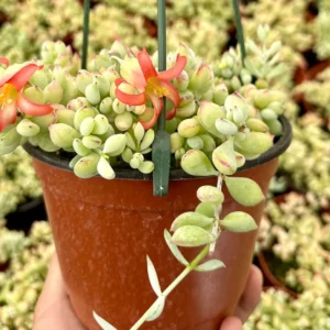 Cotyledon Pendens Live Plant – Trailing Succulent – 2-6 inch Pot – Indoor/Outdoor - Image 4
