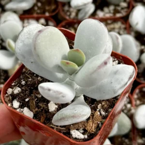 Cotyledon Pendens Live Plant – Trailing Succulent – 2-6 inch Pot – Indoor/Outdoor - Image 8