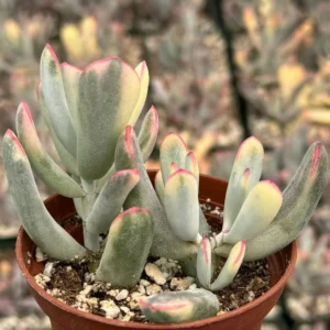Cotyledon Pendens Live Plant – Trailing Succulent – 2-6 inch Pot – Indoor/Outdoor - Image 9