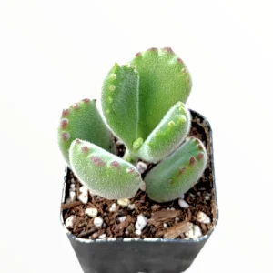 Cotyledon Tomentosa Bear's Paw Succulent Live Plant - Unique Indoor Houseplant - Image 2