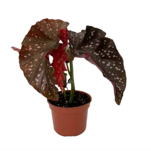 Crackling Rosie Begonia Live Plant – 3.7" Pot – Indoor Houseplant - Image 2