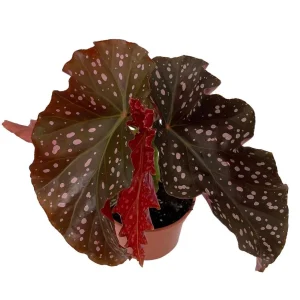 Crackling Rosie Begonia Live Plant – 3.7" Pot – Indoor Houseplant - Image 1