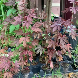 Cranberry Hibiscus Live Plant – Edible African Rose Mallow – Mature 4-inch Pot – Indoor/Outdoor - Image 2