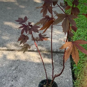 Cranberry Hibiscus Live Plant – Edible African Rose Mallow – Mature 4-inch Pot – Indoor/Outdoor - Image 3