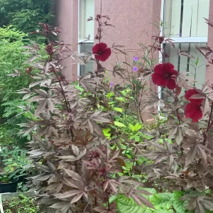 Cranberry Hibiscus Live Plant – Edible African Rose Mallow – Mature 4-inch Pot – Indoor/Outdoor - Image 5