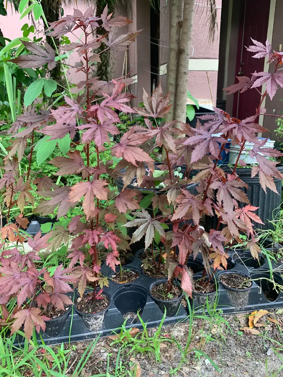 Cranberry Hibiscus Live Plant – Mature Plant in 4 inch Pot – Edible Leaves & Flowers - Image 2