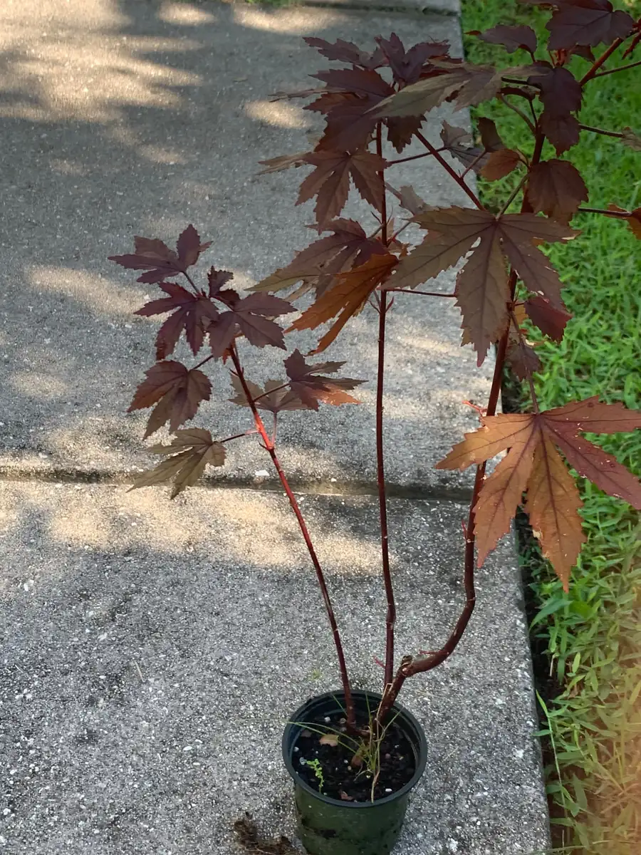 Cranberry Hibiscus Live Plant – Mature Plant in 4 inch Pot – Edible Leaves & Flowers - Image 3
