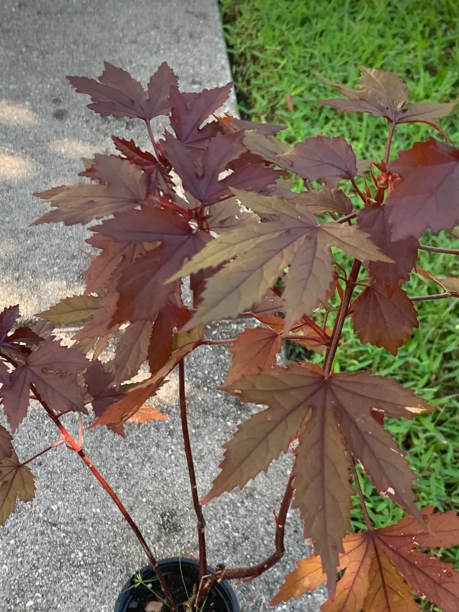 Cranberry Hibiscus Live Plant – Mature Plant in 4 inch Pot – Edible Leaves & Flowers - Image 4